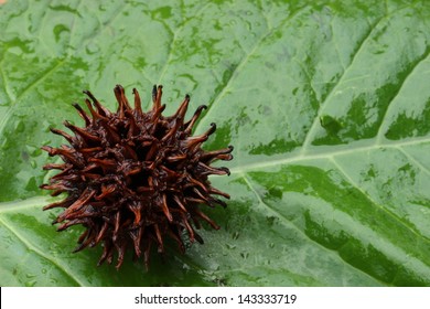 Sweet Gum Tree Pod