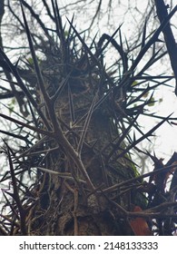 Sweet Gum Tree Trunk Spikes