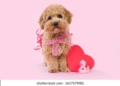 Sweet Havanese Puppy Dog With Valentines Day Present