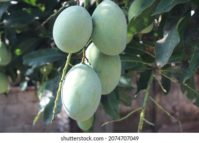 358 Honey mango tree Images, Stock Photos & Vectors | Shutterstock