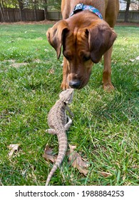 Sweet Hound Mix Dog And Her Curious Bearded Dragon Friend Out In The Backyard Enjoying Spring Day 