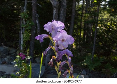 A Sweet Iris In Front Of A Forest