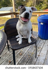 Sweet Junk Yard Dog On A Chair 