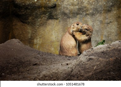 Sweet Kissing Couple Of Prairie Dogs, Love Of Animals, Tenderness