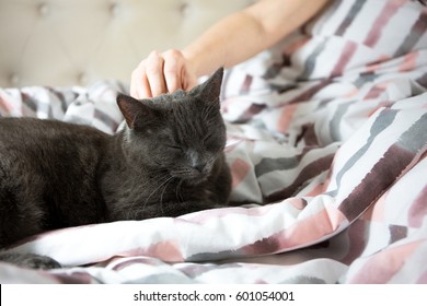 猫 マッサージ の画像 写真素材 ベクター画像 Shutterstock