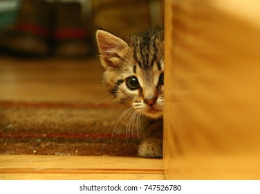 Sweet Kitten Peeking Out From Behind The Door