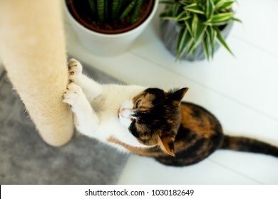 Sweet Kitten Is Scratching At The Cat Tree