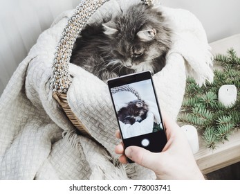 Sweet kitten in a wicker basket posing for a photo on a mobile phone