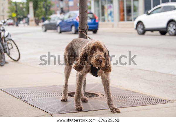 Sweet Labrador Poodle Mix Dog Tied Stock Photo Edit Now 696225562