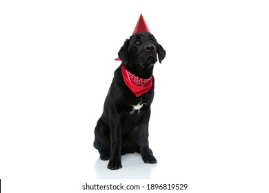 Sweet Labrador Retriever Dog Sitting In A Corner And Being Humble, Wearing A Birthday Hat And Bandana