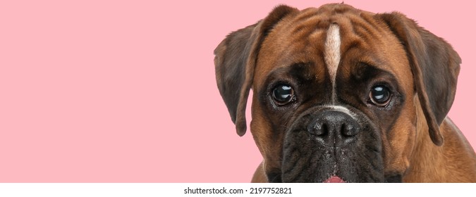 Sweet Little Boxer Dog With Big Eyes Sticking Out Tongue And Panting While Posing On Pink Background In Studio, Close Up Picture Of Eyes, Face And Head