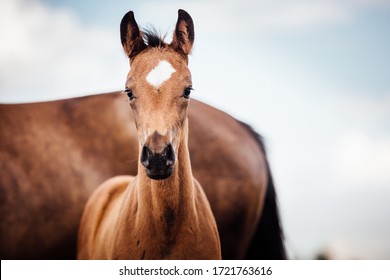 sweet little horse foal outdoors in the sunshine - Powered by Shutterstock