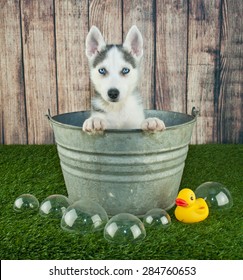 Sweet Little Husky Puppy Sitting In A Bath Tub Outdoors With Bubbles And A Rubber Ducky Around Him.