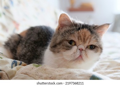 Sweet Little Kitten Sitting On Colorful Bedding. This Is The Exotic Cat Breed. It Is Similar To A Persian Cat, But Has Short Hair.