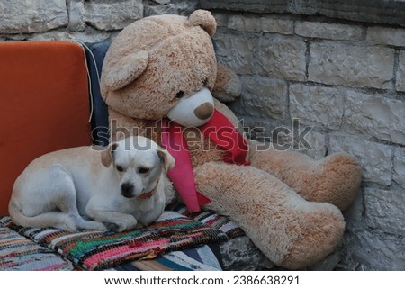 A sweet little, light golden coloured Dog, looks sad and lonely, lay next to a big Teddy Bear that's Beige and wearing a Red Scarf. They are sat on Multi Coloured Woven Cushions next to a Stone Wall.