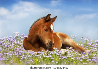 Sweet little sleeping chestnut foal baby horse outside on a lawn in spring flowers meadow