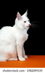 Sweet Longhair Cat Breed Maine Shag Cat. Side View Portrait Of White Color Coon Cat Sitting On Black And Orange Background.