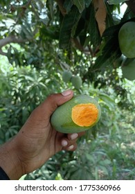 Sweet Mango Fruit  And Mango Tress