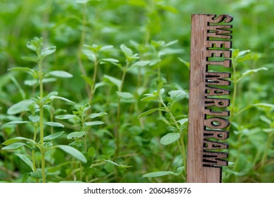 Sweet Margaron, From The Oregano, An Italian Herb Plant Growing In A Garden Box Outside With A Wooden Plant Marker. The Lush Green Plant Is Known As A Sleep Aid With A Pine And Citrus Flavor Scent.