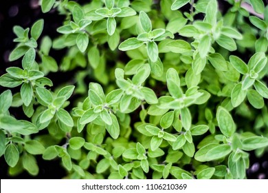 Sweet Marjoram Home Garden Herb Plant