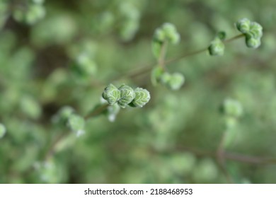 Sweet Marjoram - Latin Name - Origanum Majorana