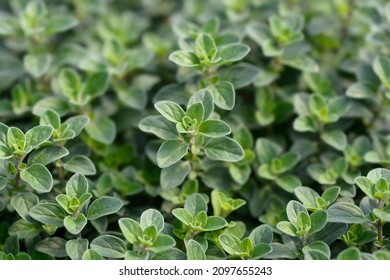 Sweet marjoram leaves - Latin name - Origanum majorana - Shutterstock ID 2097655243