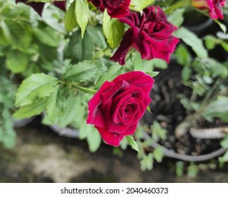 Sweet Maroon Roses Planted In Pots In Front Of The House.Nature Background.