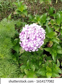 Sweet And Medium Fragrance Of Pink Ortensia Flower You Calm, And Flower Patel Look Like Little Pink Butterfly.