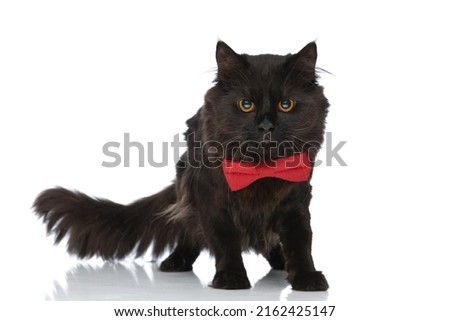 sweet metis cat with black fur is ready to attack anybody who stands in her way against white studio background Stock fotó © 