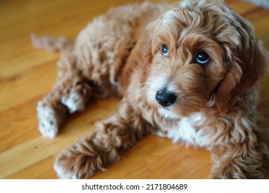 A Sweet Mini Golden Doodle Puppy