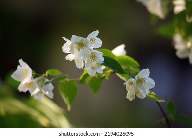 Sweet Mock Orange Or English Dogwood (Philadelphus Coronarius 'Aureus'), Flowering Plant