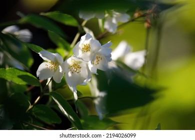 Sweet Mock Orange Or English Dogwood (Philadelphus Coronarius 'Aureus'), Flowering Plant