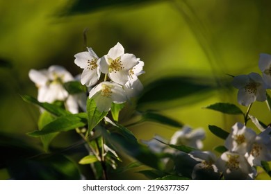 Sweet Mock Orange Or English Dogwood (Philadelphus Coronarius 'Aureus'), Flowering Plant