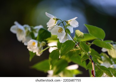 Sweet Mock Orange Or English Dogwood (Philadelphus Coronarius 'Aureus'), Flowering Plant