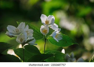 Sweet Mock Orange Or English Dogwood (Philadelphus Coronarius 'Aureus'), Flowering Plant