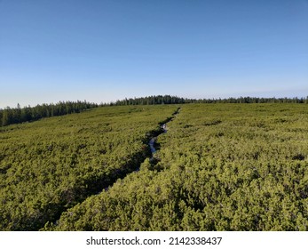 Sweet Nature On Mountain Rogla