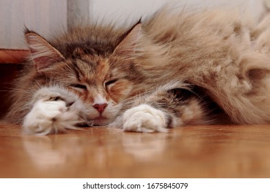 A Sweet Norwegian Forest Cat Lying On A Shiny Floor Indoors