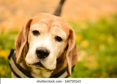 Sweet Old  Beagle Dog In Autumn