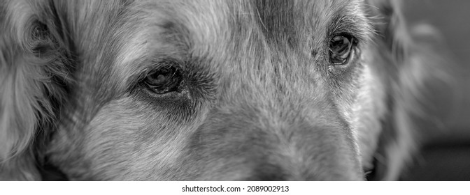 Sweet Old Golden Retriever Close Ups