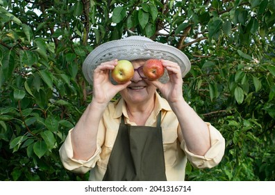 A Sweet Old Lady Holds Ripe Apples Near Her Eyes And Smiles. Green Foliage In The Background. An Old Woman Has Grown Apples With Her Own Hands And Is Enjoying The Harvest In Her Garden. Eco Fruits