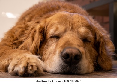 Sweet Old Man Golden Retriever Telephoto