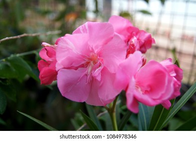 Laurier Rose Stock Photos Nature Images Shutterstock