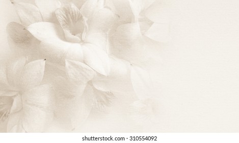 sweet orchids on mulberry paper texture for background
