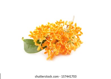 Sweet Osmanthus In Blossom