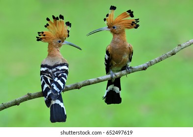 Eurasian Hoopoe Common Hoopoe Upupa Epops Stock Photo (Edit Now) 1121599769