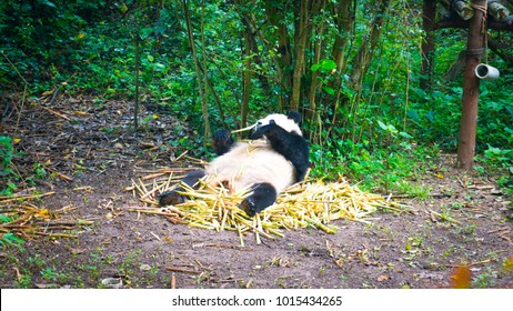 Sweet panda eats bamboo and rest in the forest. Chengdu, China