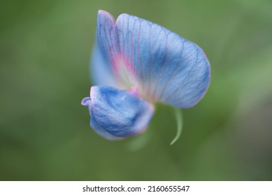 Sweet pea Azureus blue flower close-up 