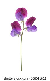 Sweet Pea 'Cupani' flower isolated on white background with shallow depth of field.