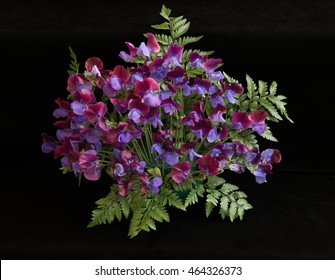 Sweet Pea 'Cupani' On A Black Background