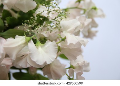 Sweet Pea Flower